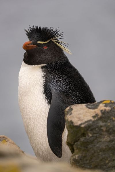 Falkland Islands-New Island Close-up of rockhopper penguin
